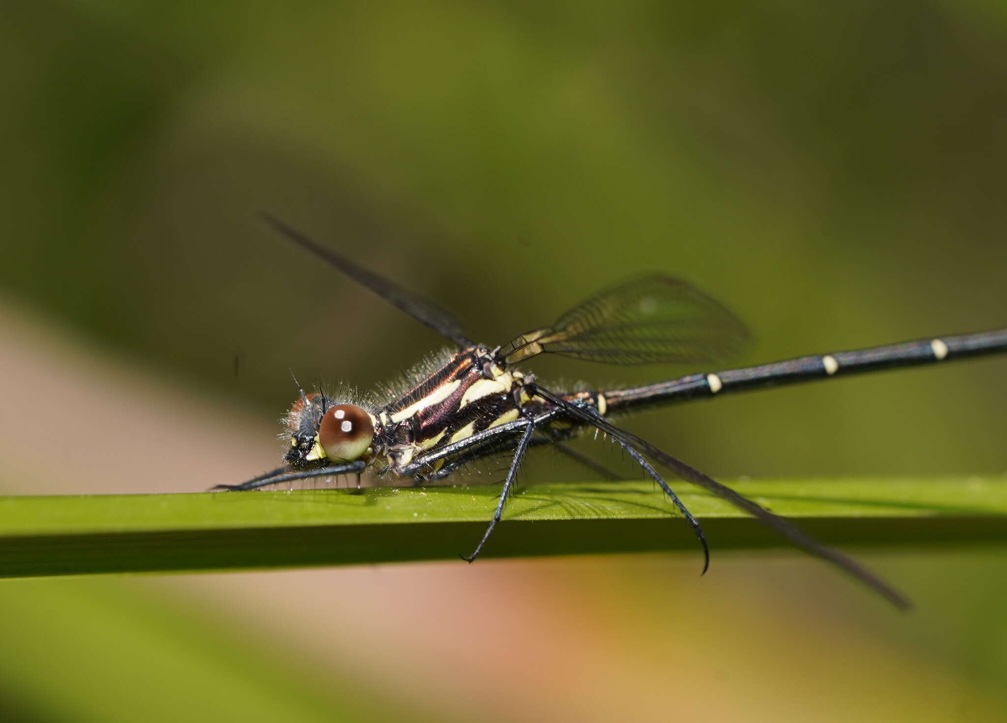 Image de Austroargiolestes calcaris (Fraser 1958)