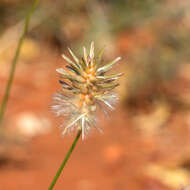 Image of Ptilotus fusiformis (R. Br.) Poir.