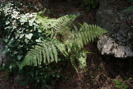 Image of Pteridium aquilinum subsp. aquilinum