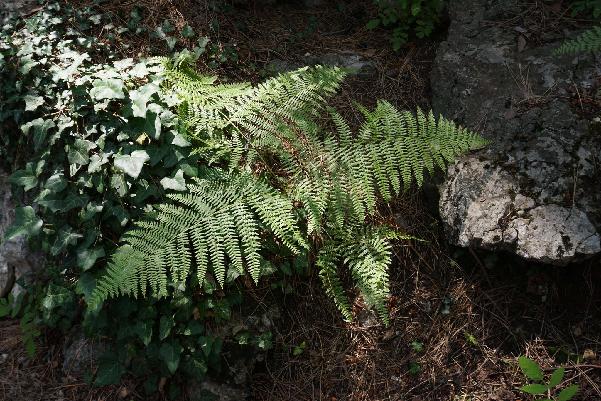 Image of Pteridium aquilinum subsp. aquilinum