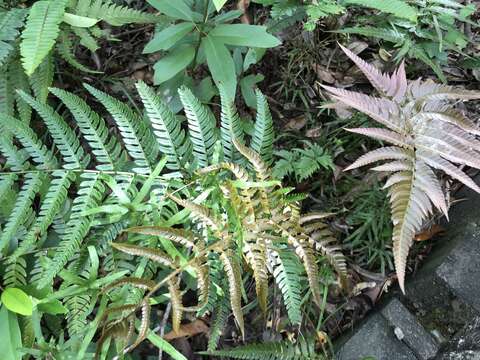 Plancia ëd Dryopteris varia (L.) O. Kuntze