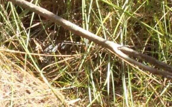 Image of Notechis scutatus occidentalis Glauert 1948