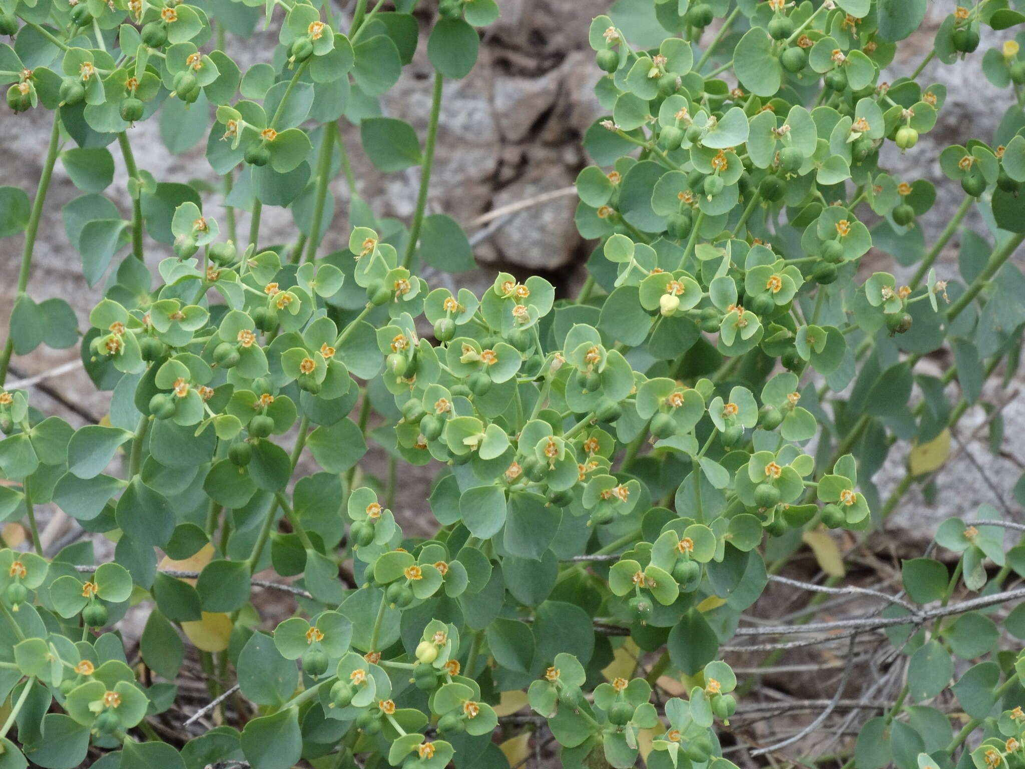 Euphorbia schizoloba Engelm. resmi