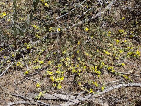 Image de Acmispon decumbens