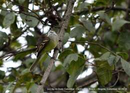 Image of White-throated Tyrannulet