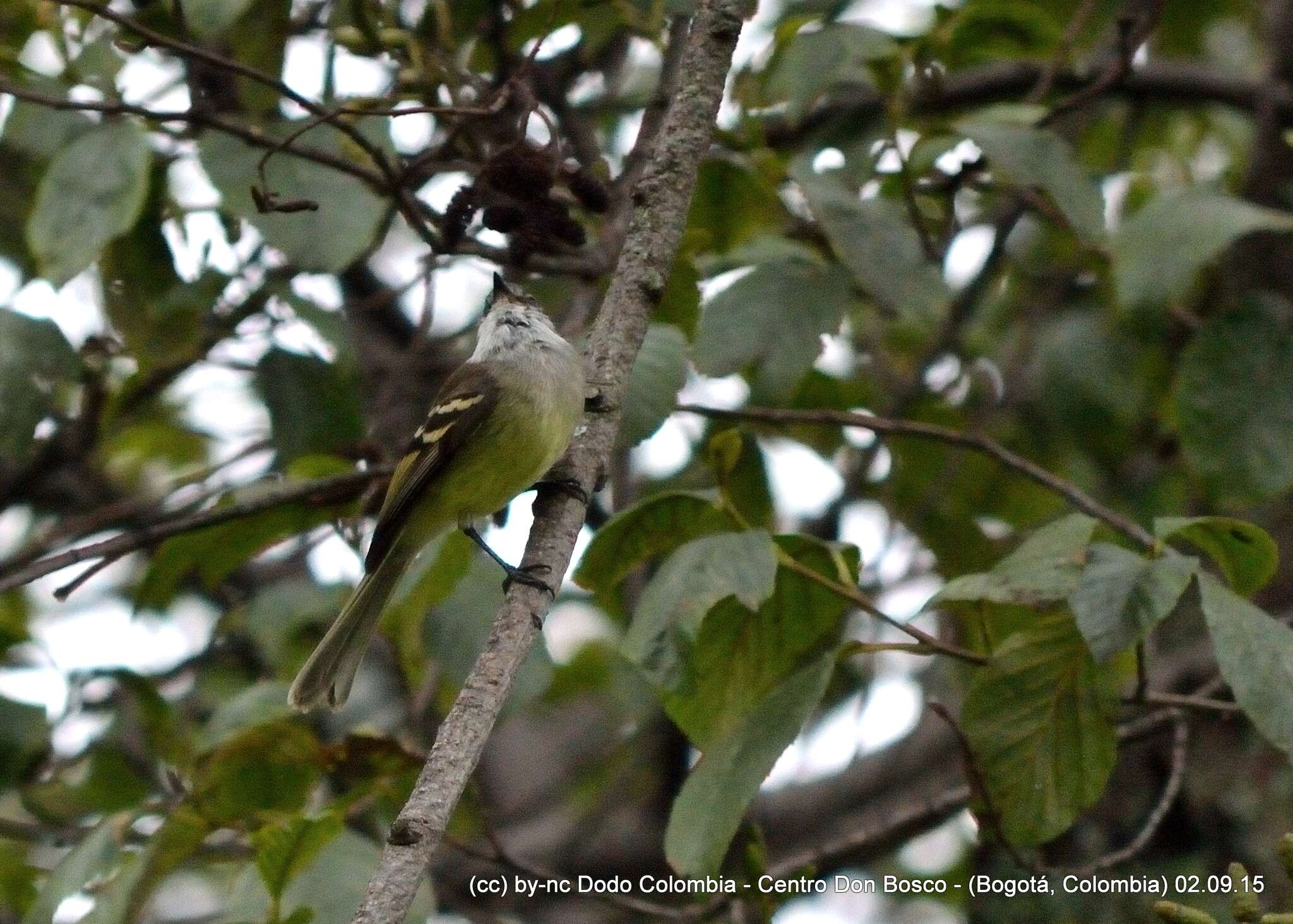 Image of White-throated Tyrannulet