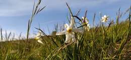 Imagem de Narcissus poeticus subsp. radiiflorus (Salisb.) Baker