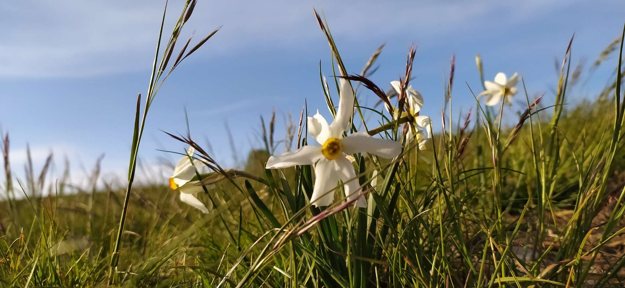 Narcissus poeticus subsp. radiiflorus (Salisb.) Baker的圖片