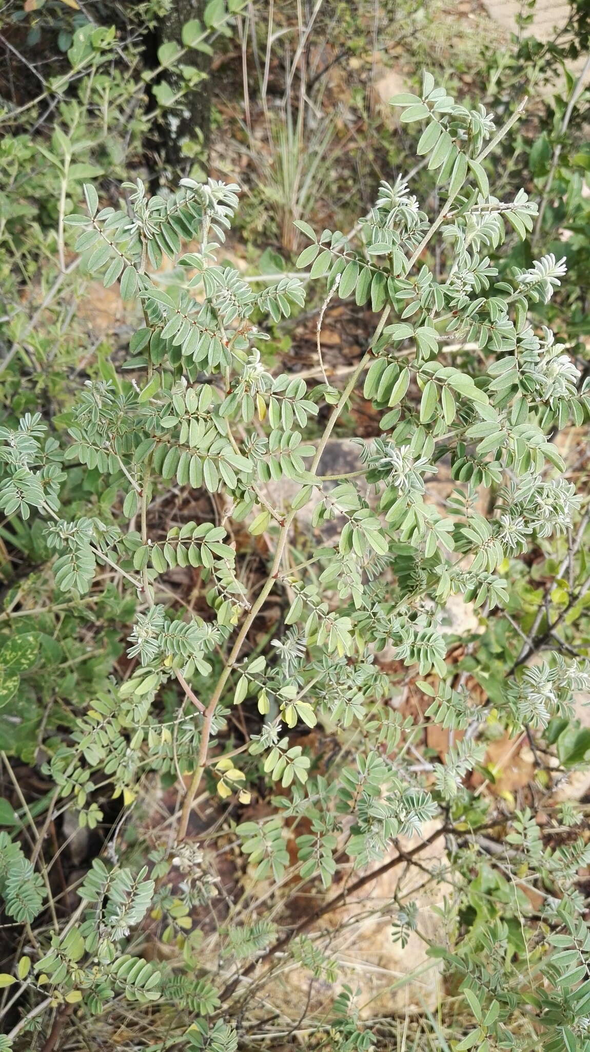 Indigofera melanadenia Harv.的圖片