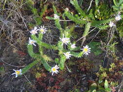 Image of Dune daisy