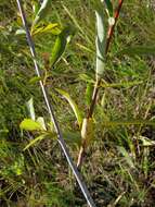 Image of Salix rorida Lacksch.