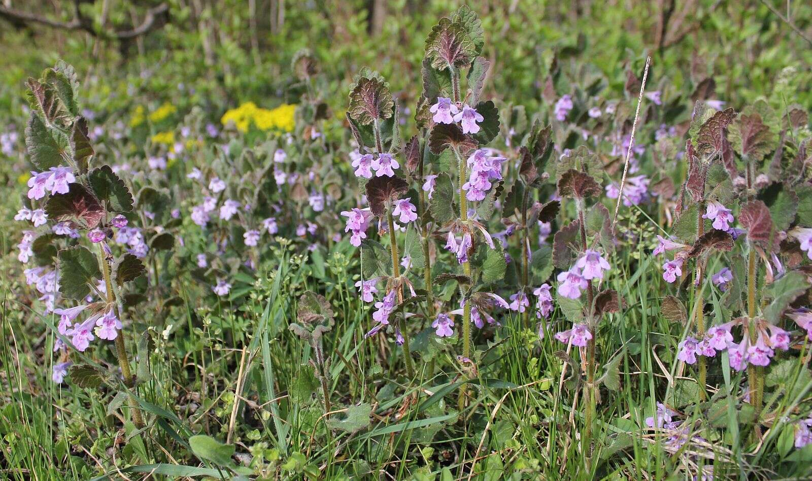 Image of Glechoma hirsuta Waldst. & Kit.