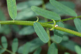 Image of Cooper's milkvetch