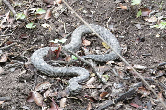 Image of Mexican pitviper