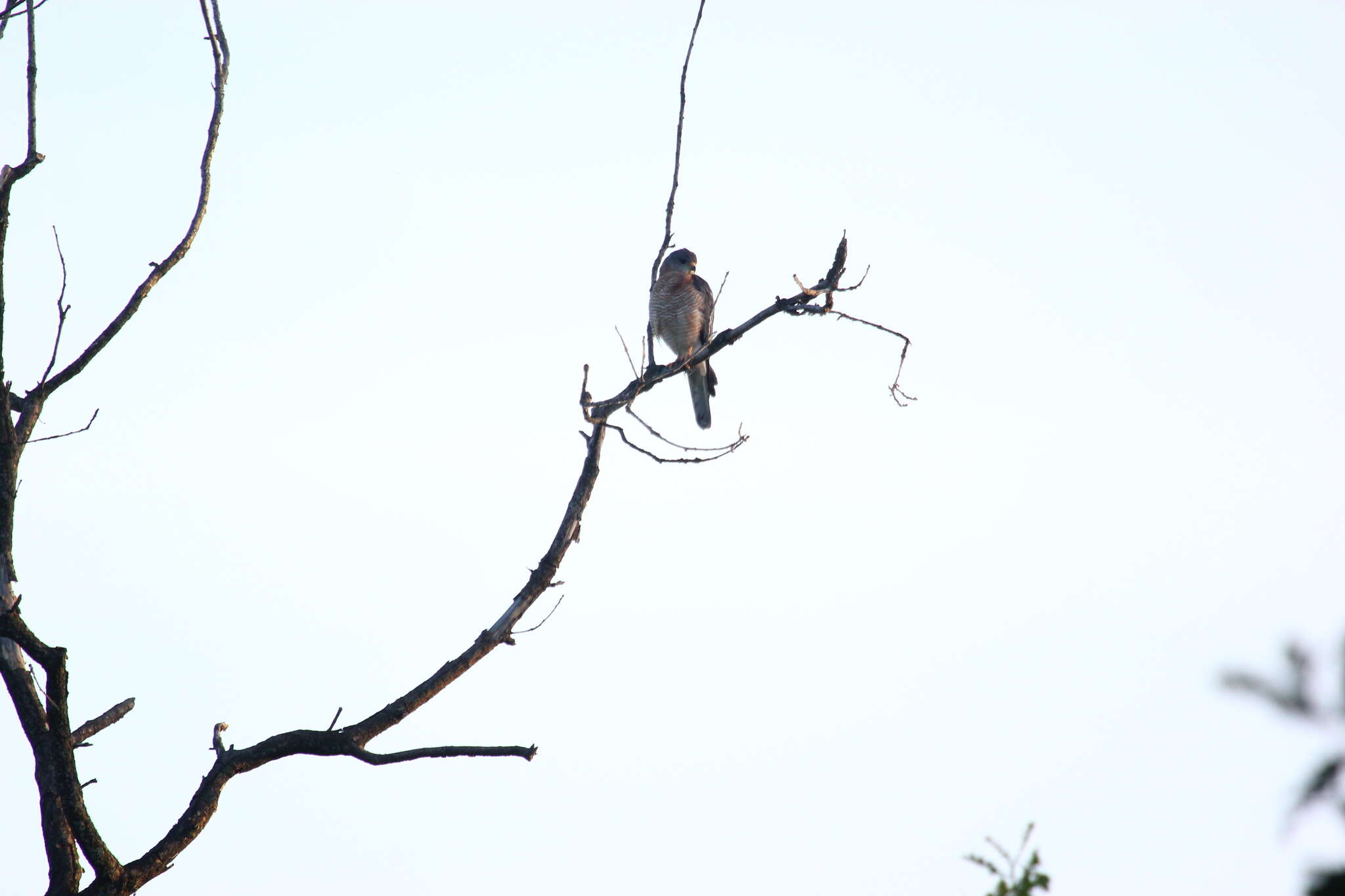 Image of Levant Sparrowhawk