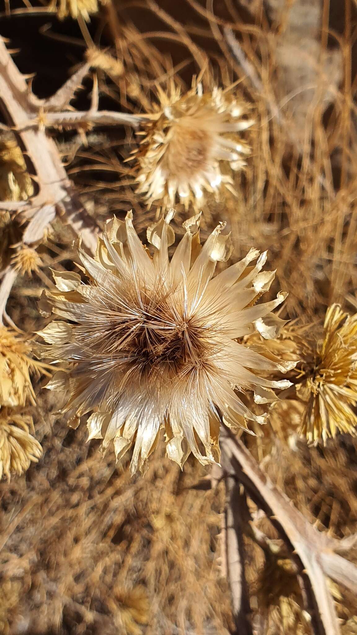 Centaurea onopordifolia Boiss. resmi