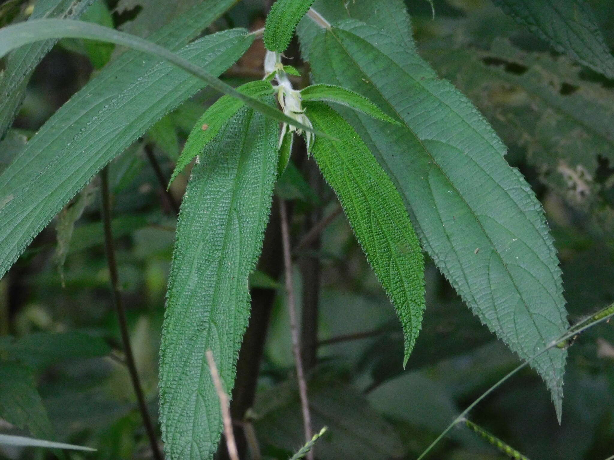 Imagem de Debregeasia longifolia (Burm. fil.) Wedd.