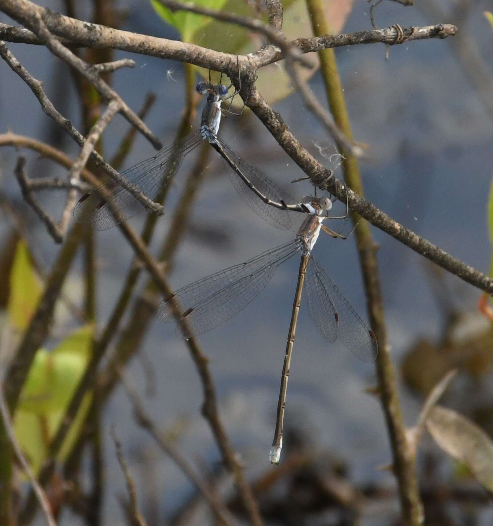 Image of Carolina Spreadwing