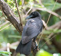 Image of Guam Crow