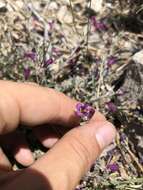 Image of Jaeger's beardtongue