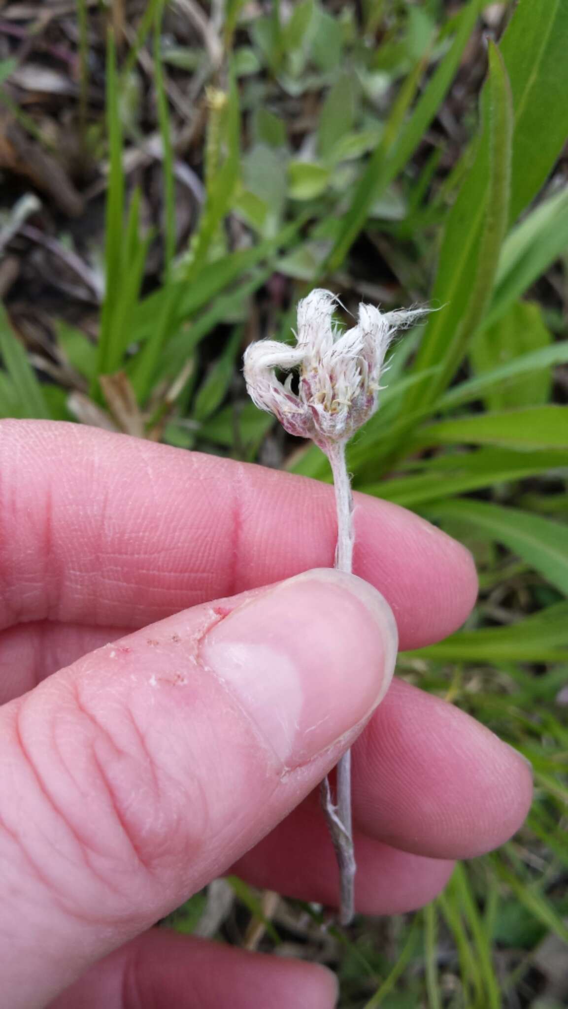 Imagem de Antennaria neglecta Greene