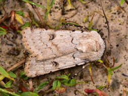 Image of light feathered rustic