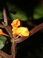 Imagem de Drymonia ambonensis (L. E. Skog) J. L. Clark