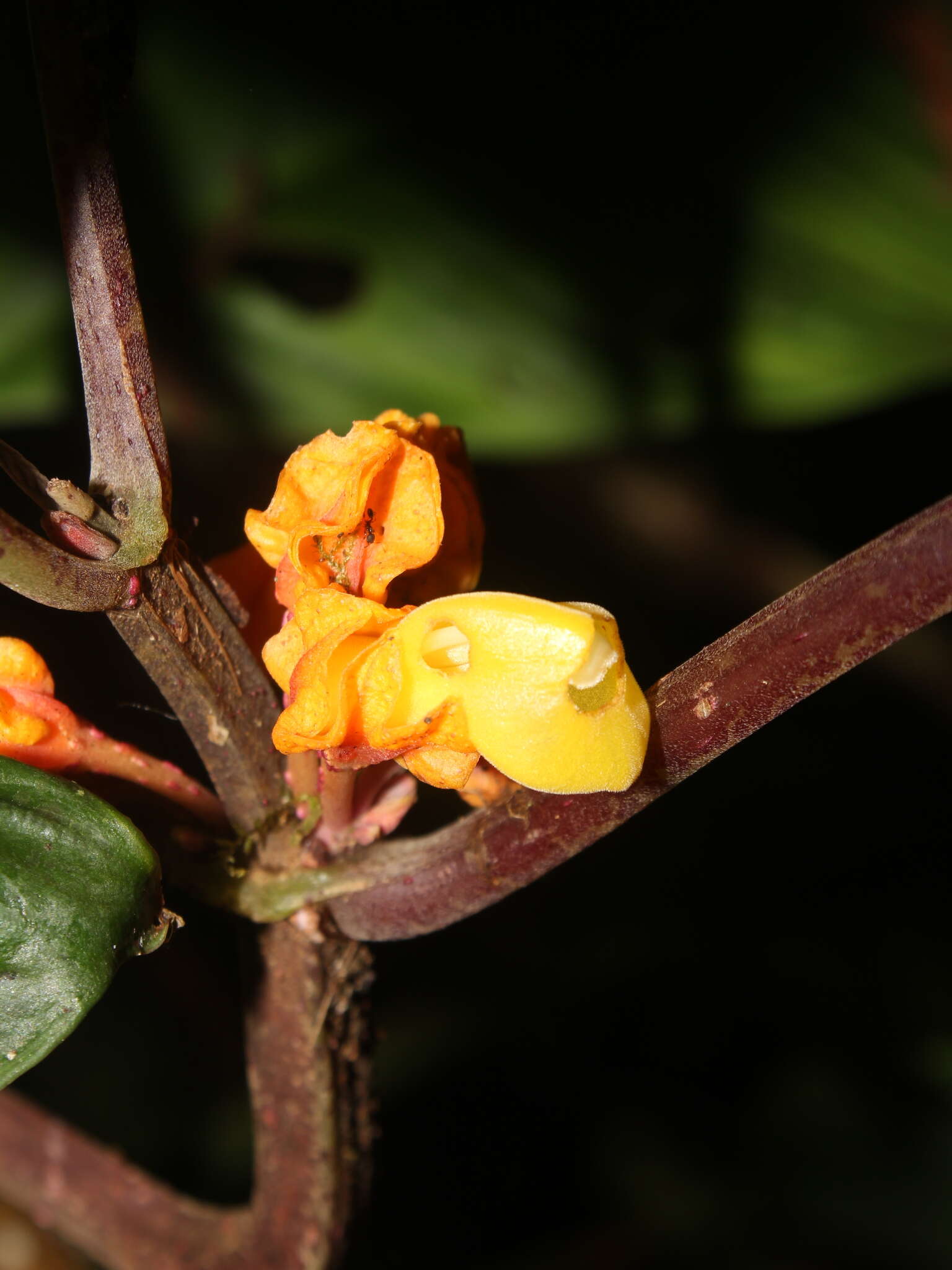 Imagem de Drymonia ambonensis (L. E. Skog) J. L. Clark