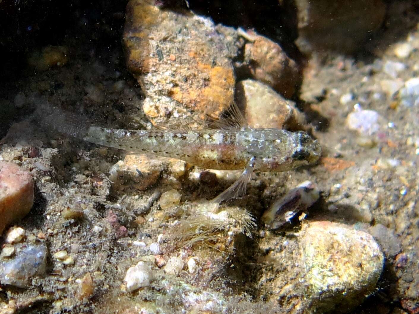 Imagem de Millerigobius macrocephalus (Kolombatovic 1891)