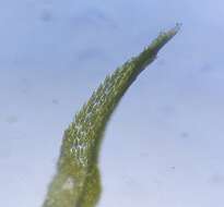 Image of Bonjean's dicranum moss