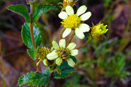 Слика од Schizotrichia jelskii (Hieron.) Strother ex Loockerman, B. L. Turner & R. K. Jansen