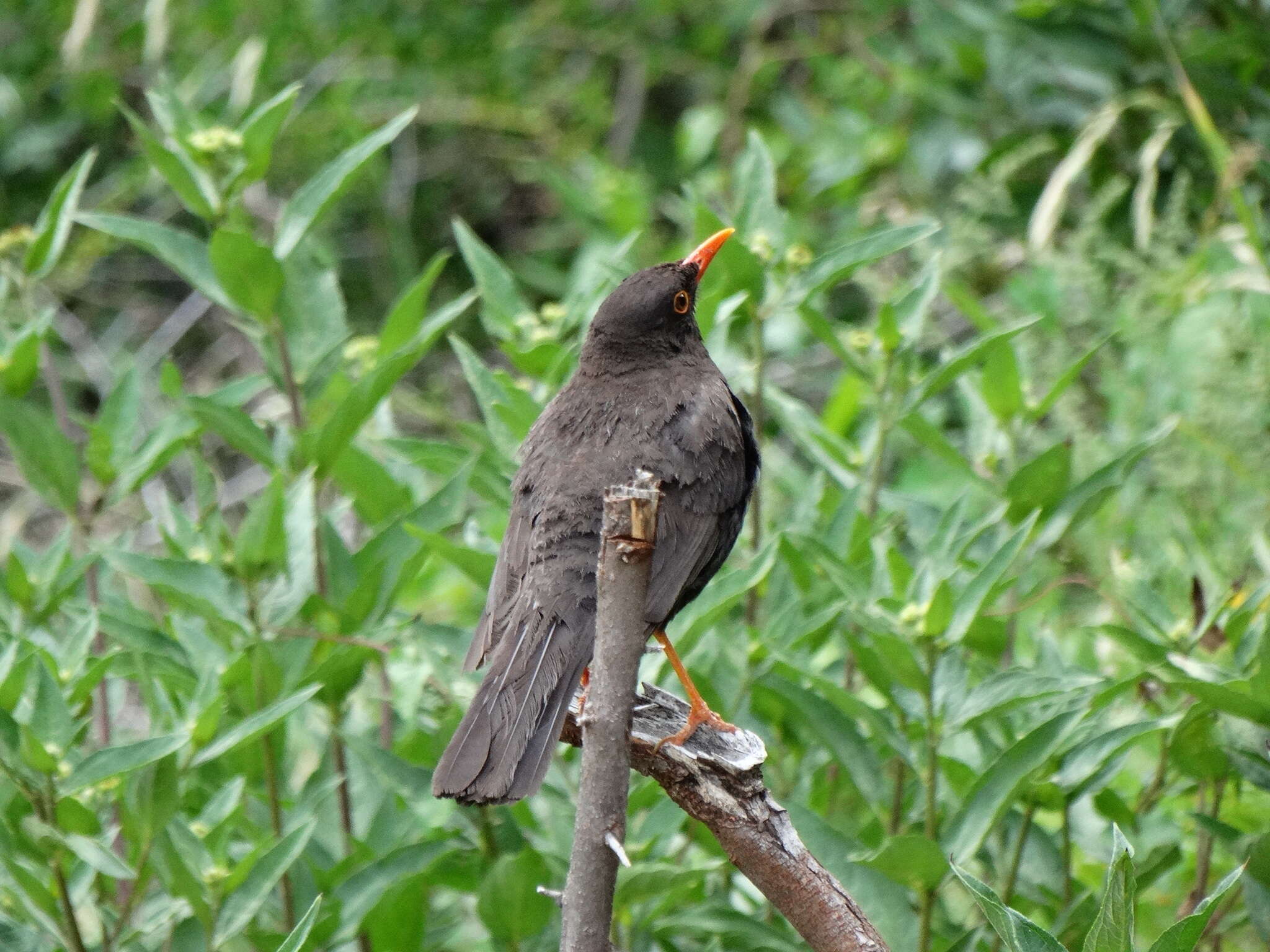 Turdus chiguanco d'Orbigny & Lafresnaye 1837 resmi