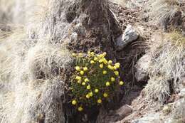 Image of Saxifraga scleropoda Somm. & Levier.