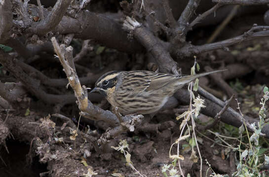 Image of Black-throated Accentor