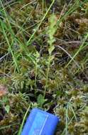 Image of Bog Orchid