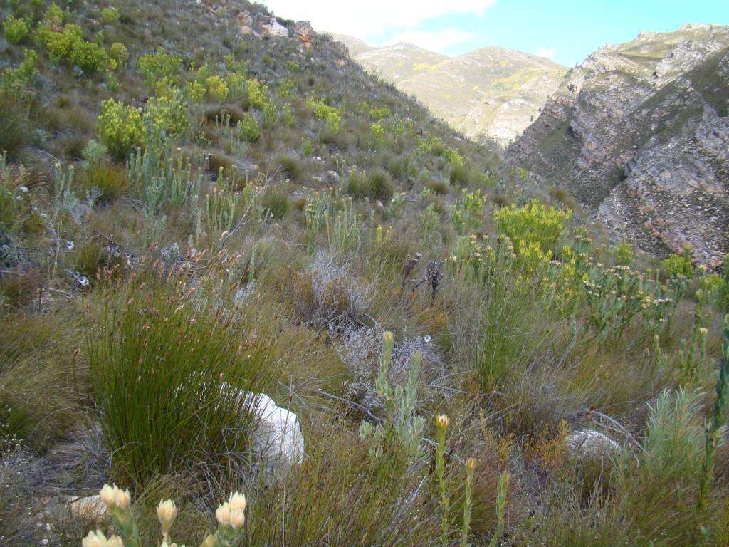 Image of Leucadendron nervosum Phillips & Hutchinson