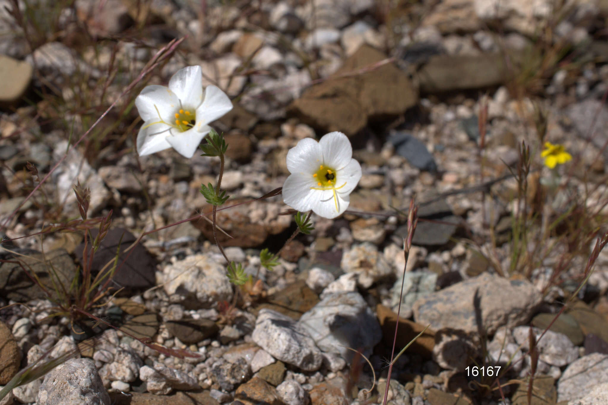 Image of golden linanthus