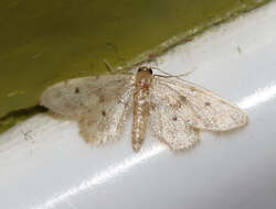 Image of Fortunate Idaea