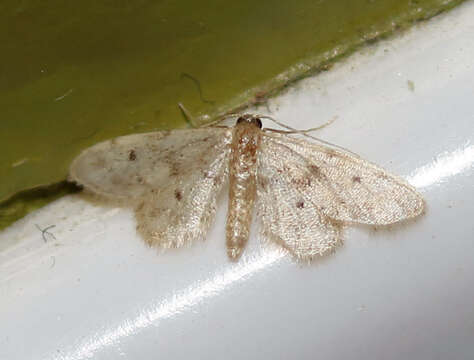 Image of Fortunate Idaea