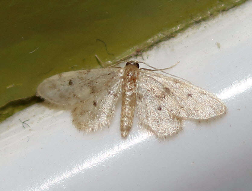 Image de Idaea bonifata Hulst 1887