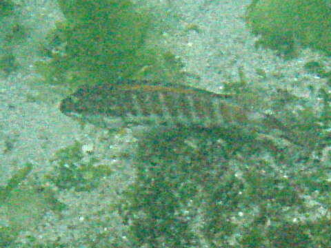 Serranus psittacinus Valenciennes 1846 resmi