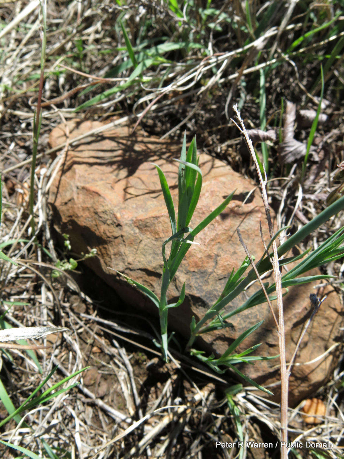 Image of Dianthus mooiensis F. N. Williams