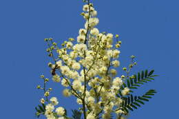 Imagem de Acacia terminalis (Salisb.) J. F. Macbr.