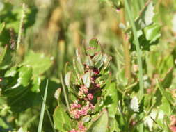 Image of Oxybasis macrosperma (Hook. fil.) S. Fuentes, Uotila & Borsch