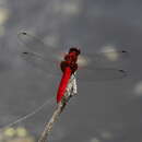 Image of Rhodothemis nigripes Lohmann 1984