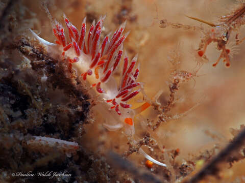 Image of Cratena minor Padula, Araújo, Matthews-Cascon & Schrödl 2014