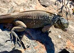 Image of Cyclura rileyi rileyi Stejneger 1903