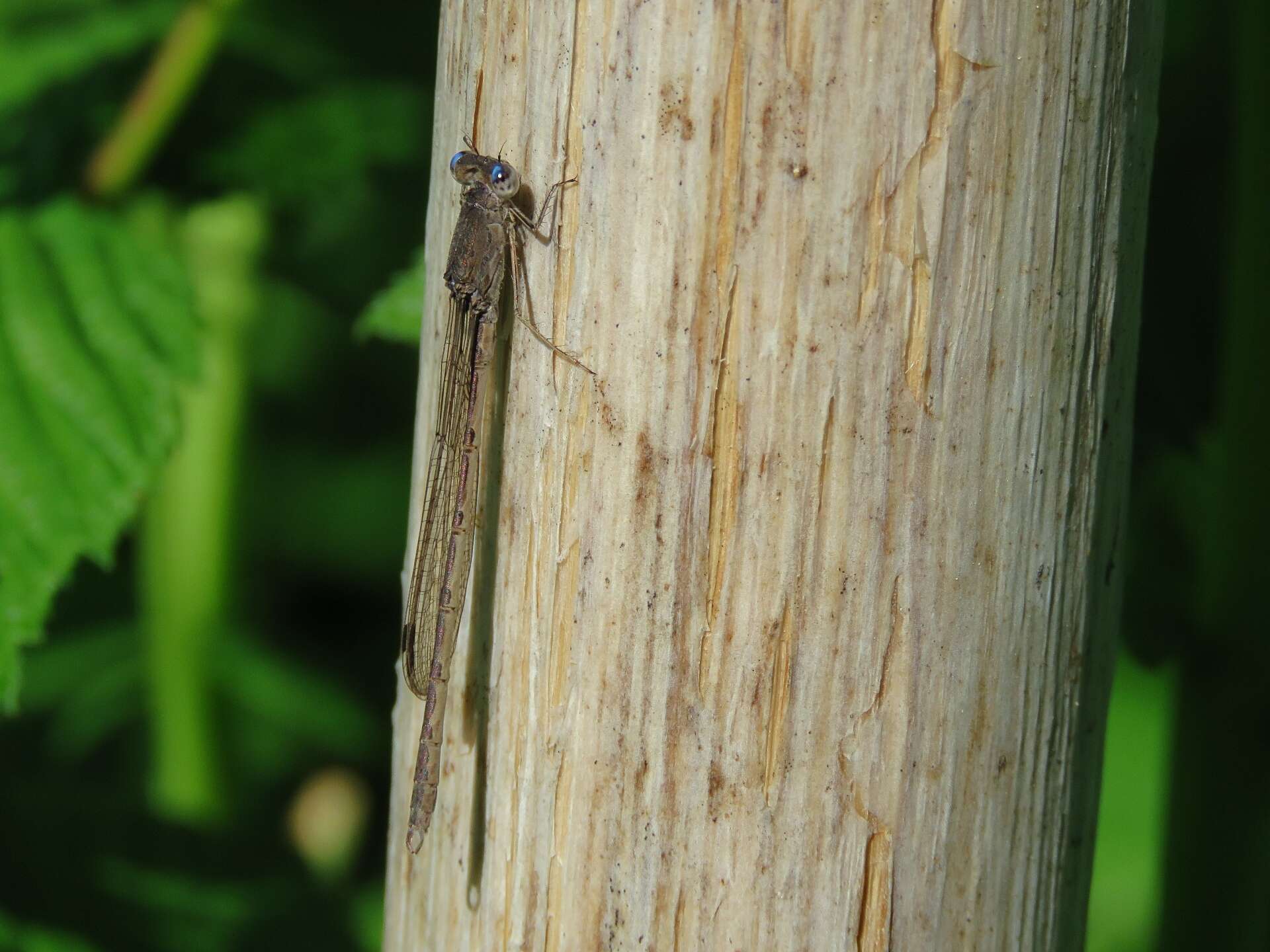 Image of Siberian Winter Damsel