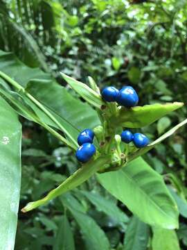 Image of Heliconia aurantiaca Verschaff.