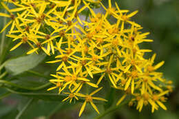 Image of Senecio nemorensis subsp. jacquinianus (Rchb.) Celak.